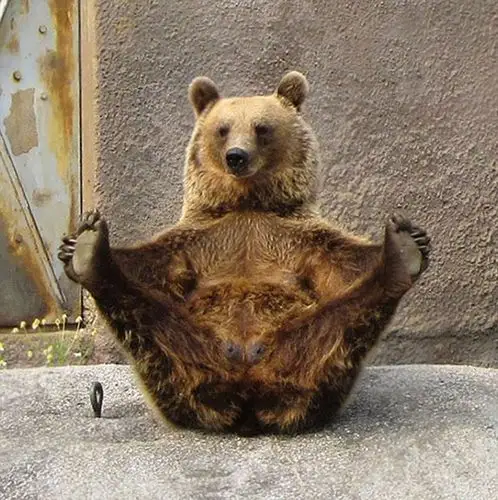 动物界中的瑜伽高手:狐猴半莲花式姿势冥想