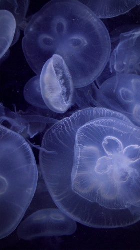 水母唯美高清手机壁纸图片