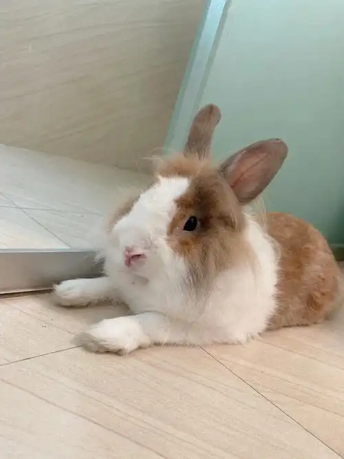 小兔子就是世界上最可爱的