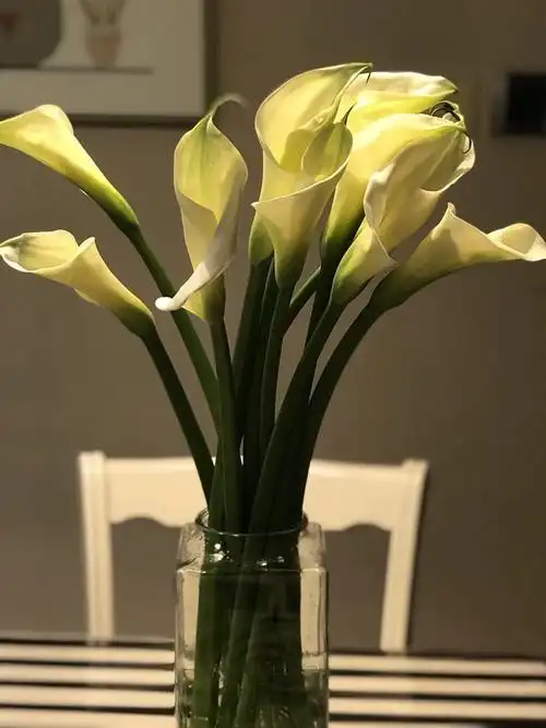 马蹄莲鲜花云南昆明鲜花基地直发海芋鲜切花手捧花水养插花花束