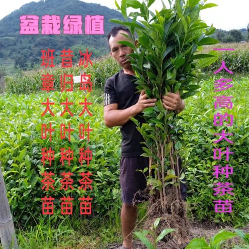 五年乔木冰岛昔归班章大叶种茶苗普洱茶树苗茶树盆栽盆景南方种植