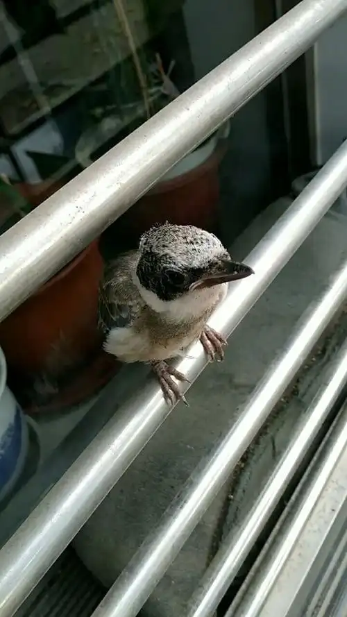 两只灰喜鹊幼鸟落在门栏杆上,怎么也飞不起来.