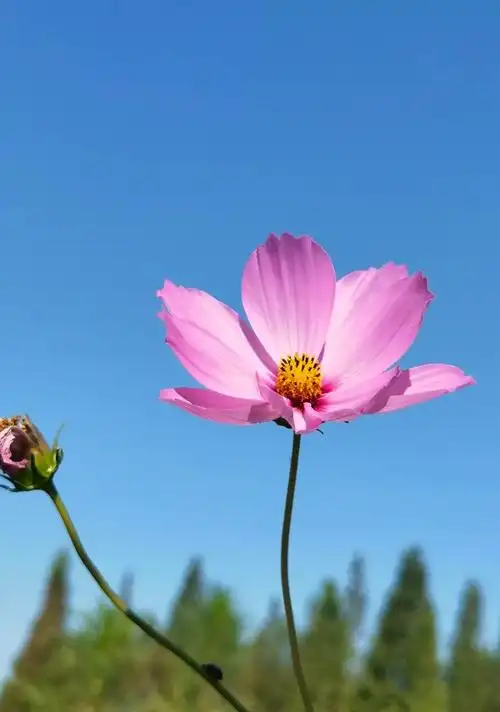 蓝天下的格桑花