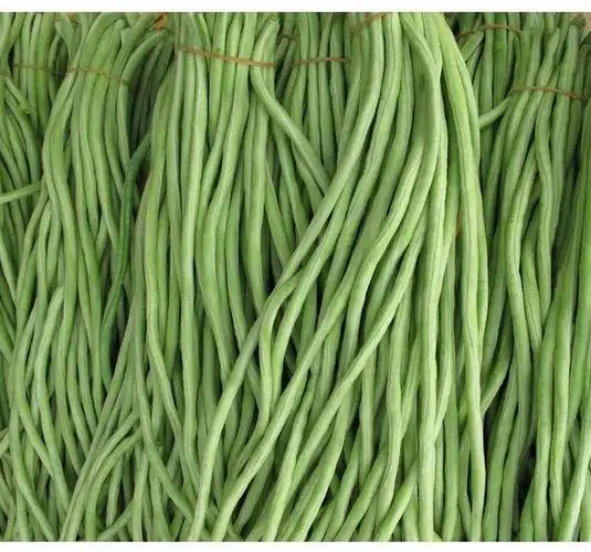 精品长豆角惊爆价