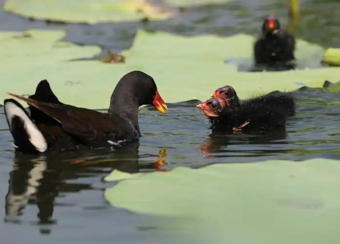 小黑水鸡跟随父母外出觅食
