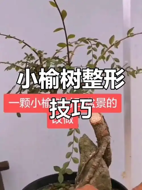 整理小榆树盆景,打造清晰骨架