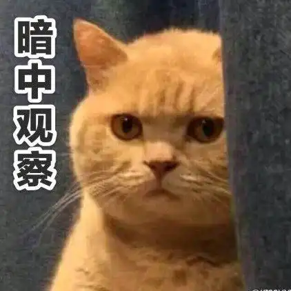 橘猫暗中观察表情包3