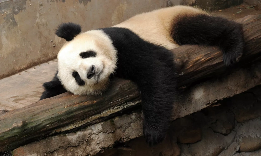 超萌熊猫精美壁纸憨厚呆萌的大熊猫