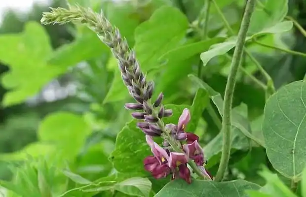 葛根到底是什么?_360问答