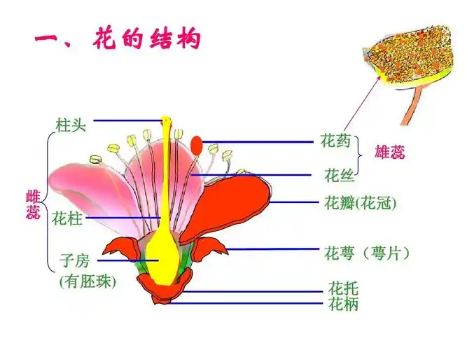 一,花的结构 柱头 花药 雄蕊 花丝 雌 蕊 花柱 子房 (有胚珠) 花瓣