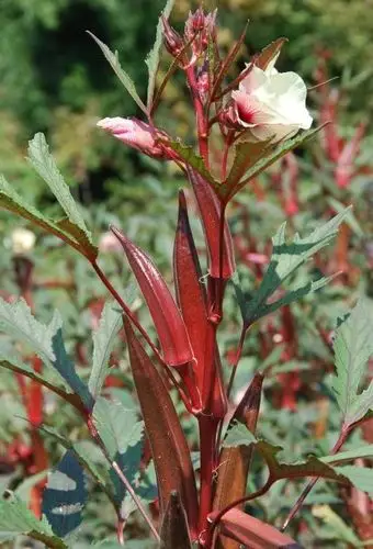 红秋葵(植物)红秋葵,学名:hibiscus coccineus (medi