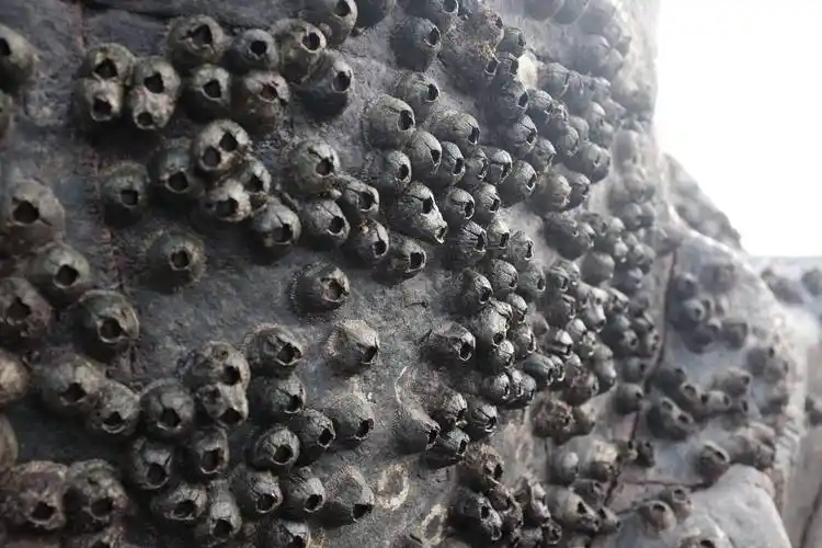 鲸鱼身上的寄生藤壶到底有多可怕看完鲸鱼和海龟的下场就懂了