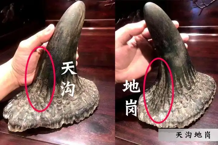 科普亚洲犀牛角与非洲犀牛角的区别