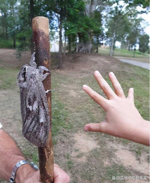 手掌大的飞蛾,比汽车高的鹿,这些东西比你想象的要大很多