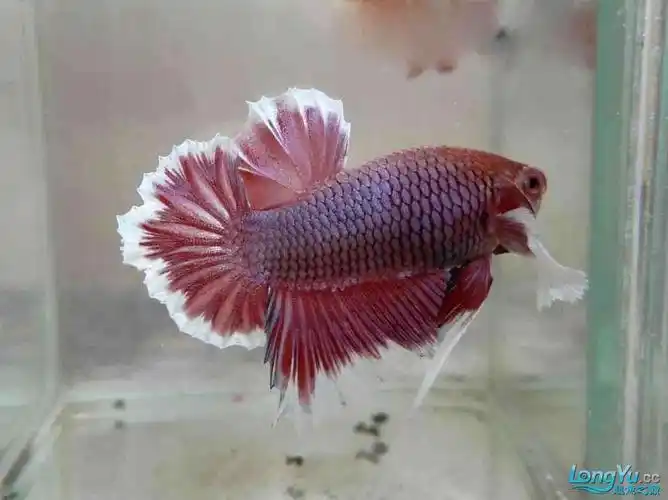 泰国斗鱼的白色大耳