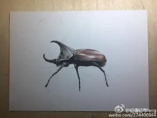 甲虫独角仙彩铅画图片独角仙彩铅手绘教独角仙怎么画独角仙画法