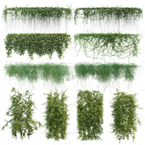 藤本藤蔓植物贴图ps常春藤蔓铁线莲五叶地锦长春蔓攀援植物ps素材