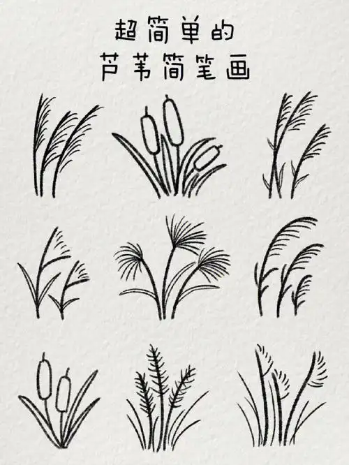 超简单的芦苇简笔画芦苇不语
