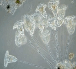 污水处理常见微生物高清晰照片及说明2