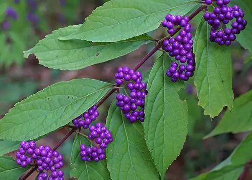 紫珠种植成盆栽紫色的"珍珠",非常艳丽格外的吸引人,小巧精致
