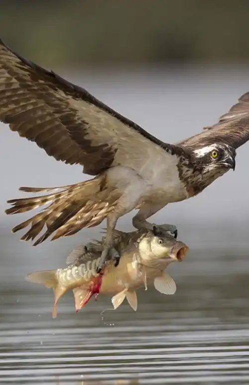 摄影师在立陶宛抓拍鱼鹰捕食鲤鱼精彩瞬间[组图]