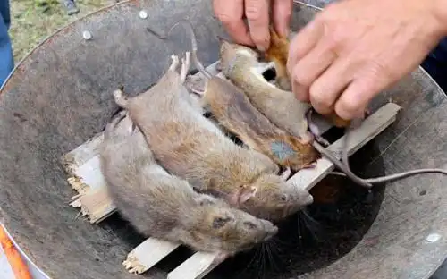 福建吃老鼠什么梗