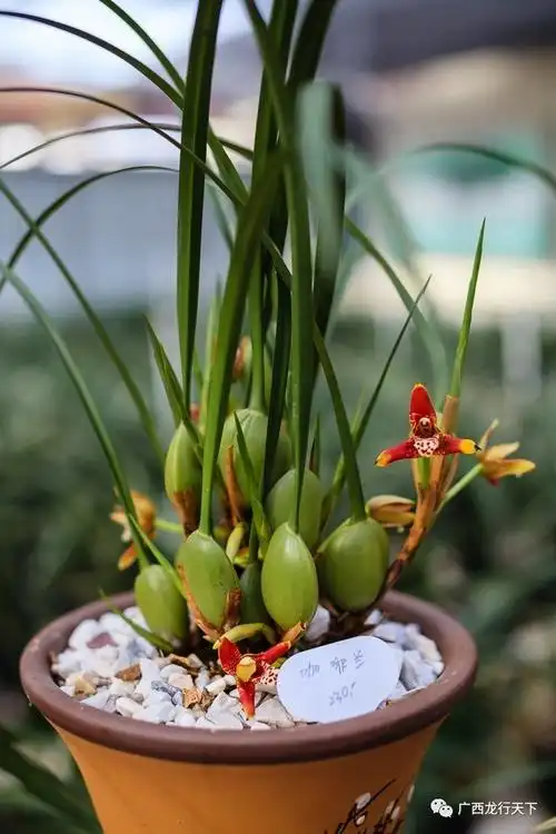 没有看错50000元一株的兰花就在容县兰花生态园