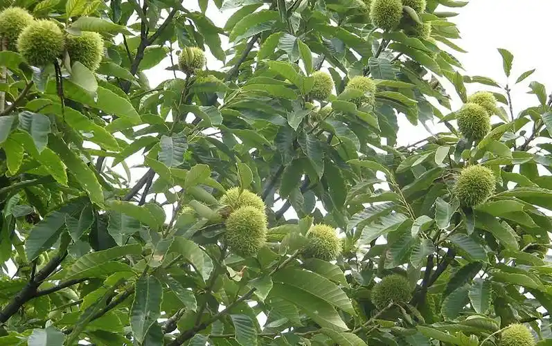 江西鹰潭龙虎山,道教发祥地,悠悠岁月情,香甜板栗果