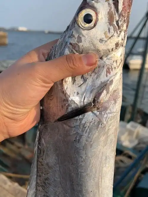 渤海湾大刀鱼