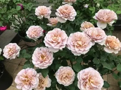 拿铁咖啡(coffe latte),人工培育的园艺品种月季花,2005年育成于