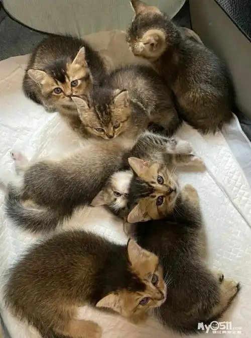 [宠物猫] 黑金渐层出售 [广告推广]