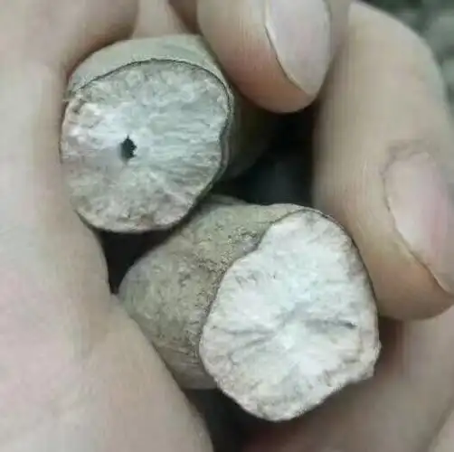 三叶新鲜老鼠石老鼠猴子石猴子叶青包邮500克葫芦传统滋补品其他