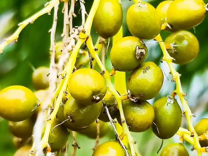 蒲葵珠籽,籽治癌症