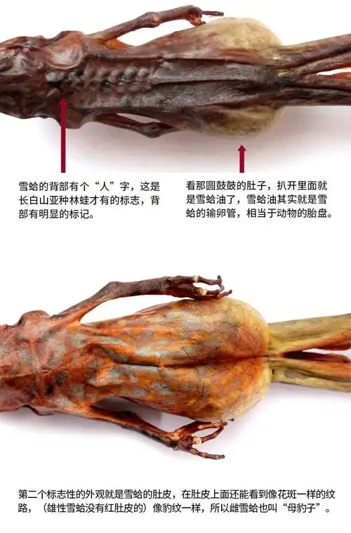 雪蛤干正宗整只东北林蛙蛤蟆油雪哈干非鲜活母炖木瓜 18g/只【豪华款