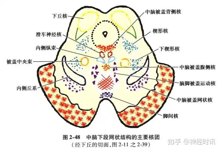 ⑥背侧被盖核:位于中央灰质内,动眼神经核和滑车神经核的背侧,为脑桥