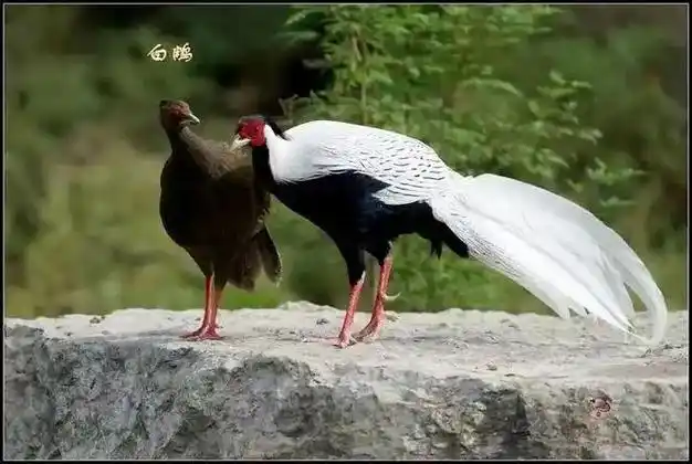 白鹇,日常生活中俗称"野鸡",系国家二级重点保护野生动物.是的,犯法!