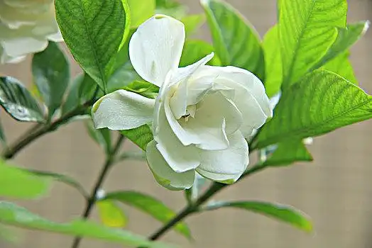 黄栀子图片_黄栀子图片大全_黄栀子图片素材