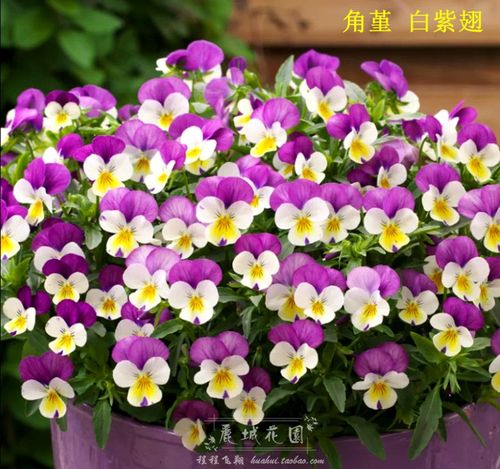 角堇/三色堇进口种子10粒阳台庭院四季耐寒花期长开花多