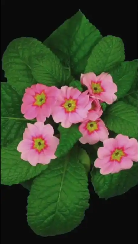 努力盛开的花朵……_新浪新闻