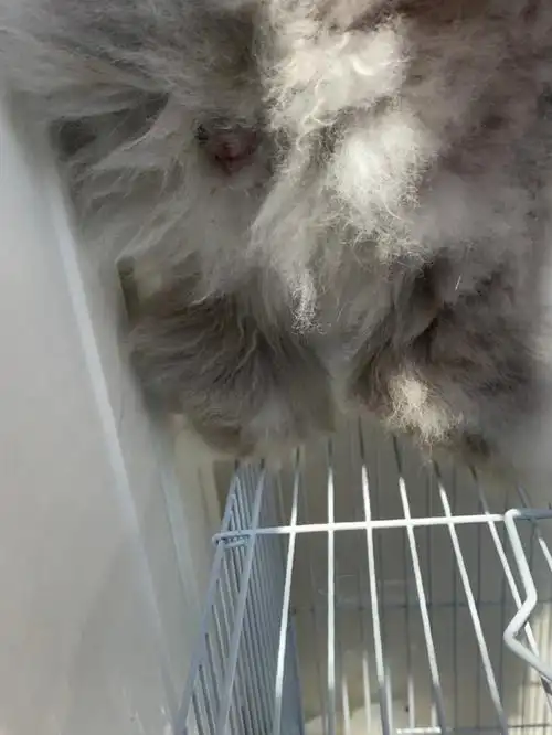 辨别兔子的性别