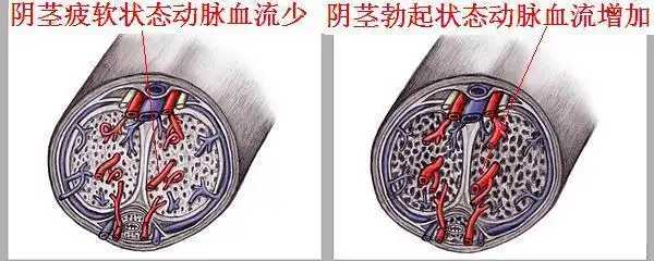 海绵体是什么有什么用