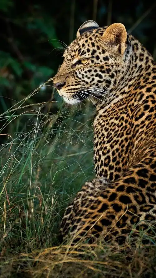 豹子后视图草野生动物iphone壁纸