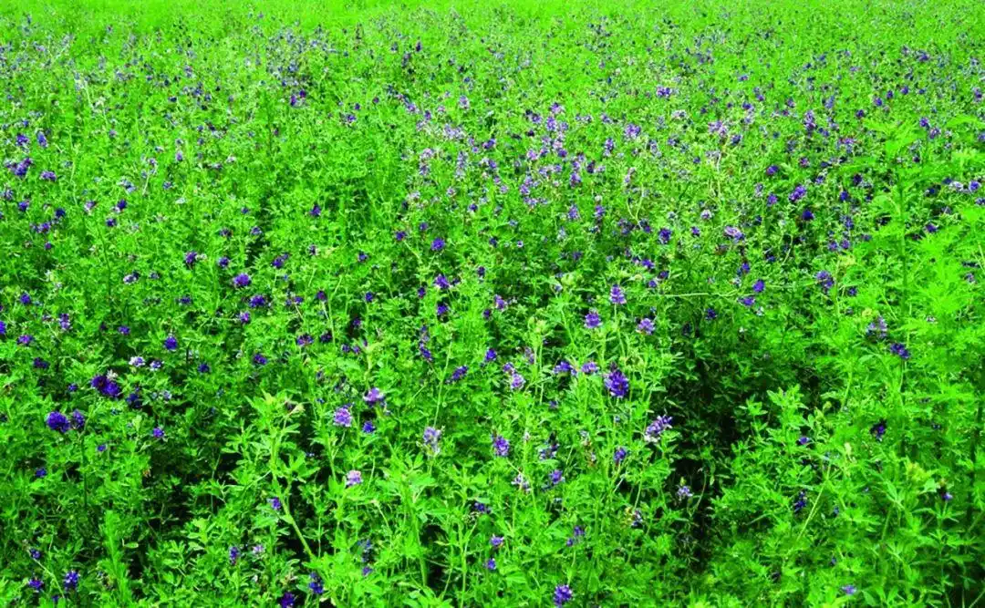 作为古代马匹的理想草料,无论在东方中国还是西方希腊罗马,苜蓿都是