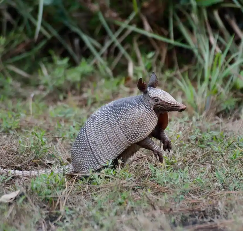 犰狳,在佛罗里达州公园的年轻犰狳