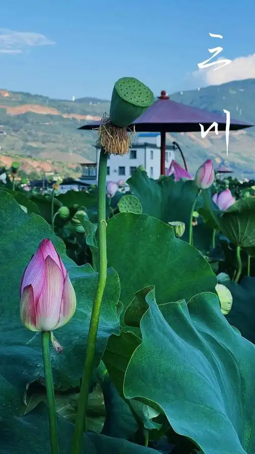 特别关注这个夏天你真的需要去看看她