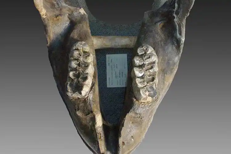 中间中国乳齿象