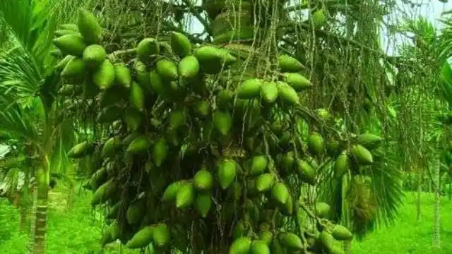 万宁市槟榔价格指数保险试点正式实施