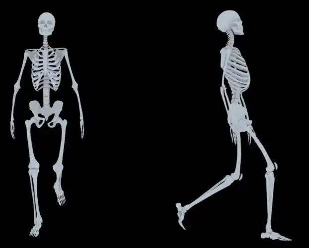 完美骨骼 走路骨骼动态 侧面骨骼动态 骨骼通道 人体 医学 高清骨骼