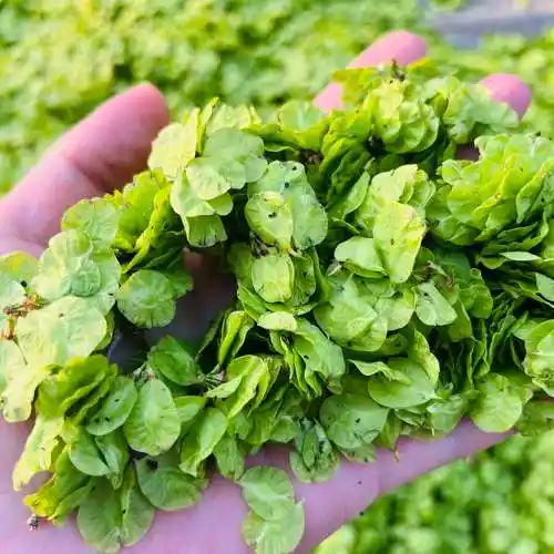 原创作品榆钱儿飘香