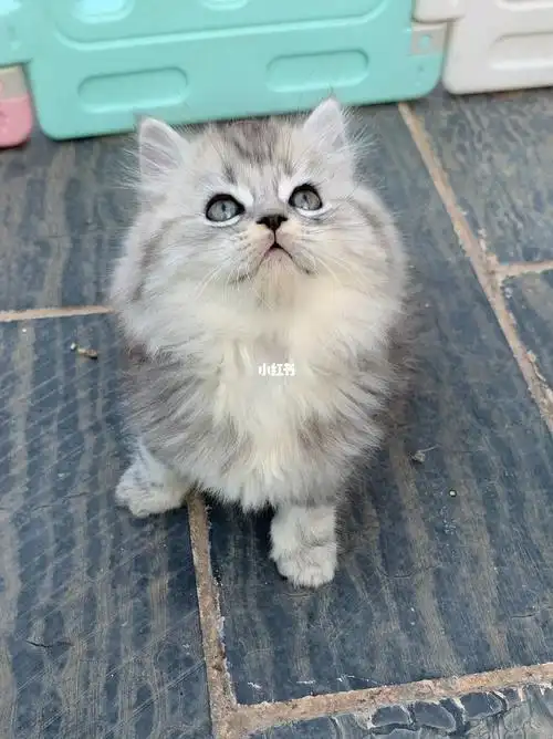 银虎斑长毛妹妹